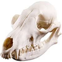 Cráneo Del Zorro Realista Decoración Modelo De Esqueleto De La Enseñanza Réplica De Resina Acuario